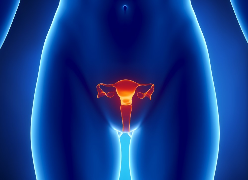 ANATOMIA VULVARE - MEDI CLINIC LUXURY